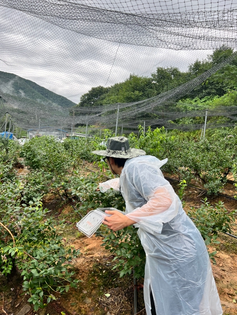 순창교육지원청, 블루베리 농가 일손돕기 나서 이미지(1)